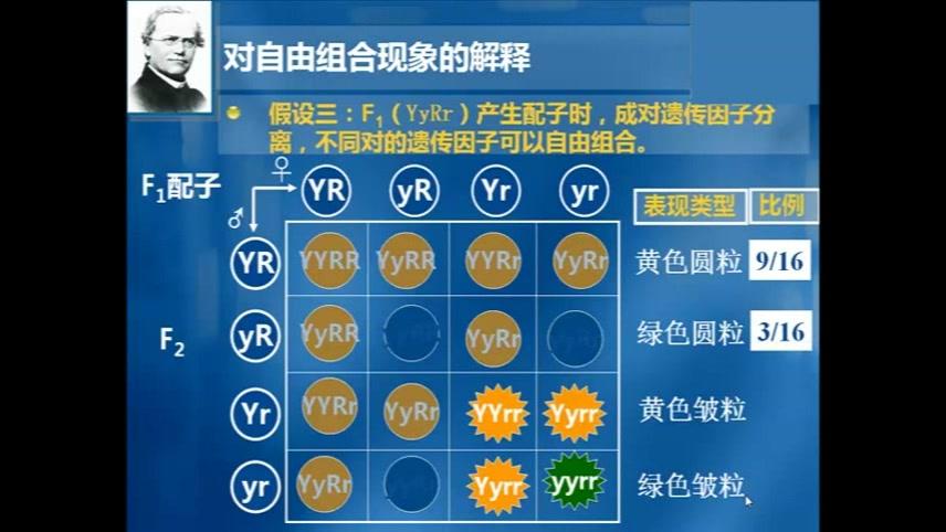 [图]孟德尔的豌豆杂交实验-自由组合定律的发现