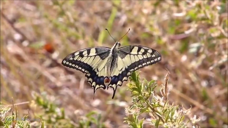 [图]蝴蝶华尔兹 - Butterfly Waltz Brian Crain 钢琴和小提琴二重奏