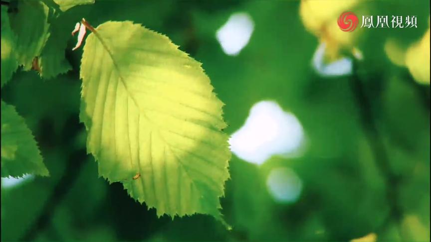 [图]曹山宝积寺结夏安居 僧众精进共修《华严经》