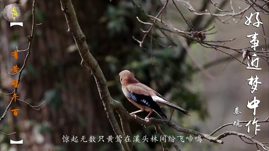 [图]秦观 好事近 梦中作 春路雨添花 花动一山春色