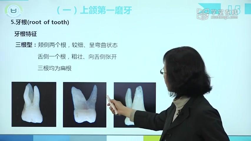 [图]【口腔解剖】第二章 牙体解剖生理-上颌磨牙