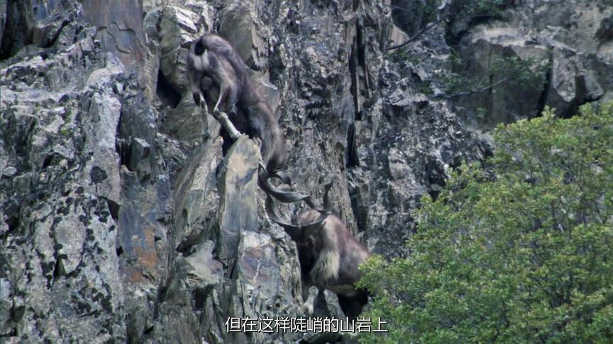 [图]【BBC豆瓣9.5分】地球脉动第一季第2集:高山