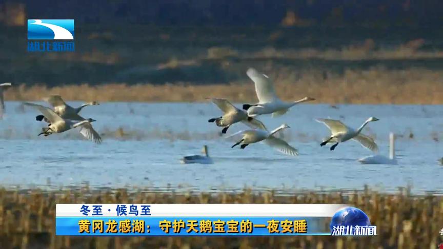 [图]冬至候鸟至！黄冈龙感湖守护天鹅宝宝的一夜安睡