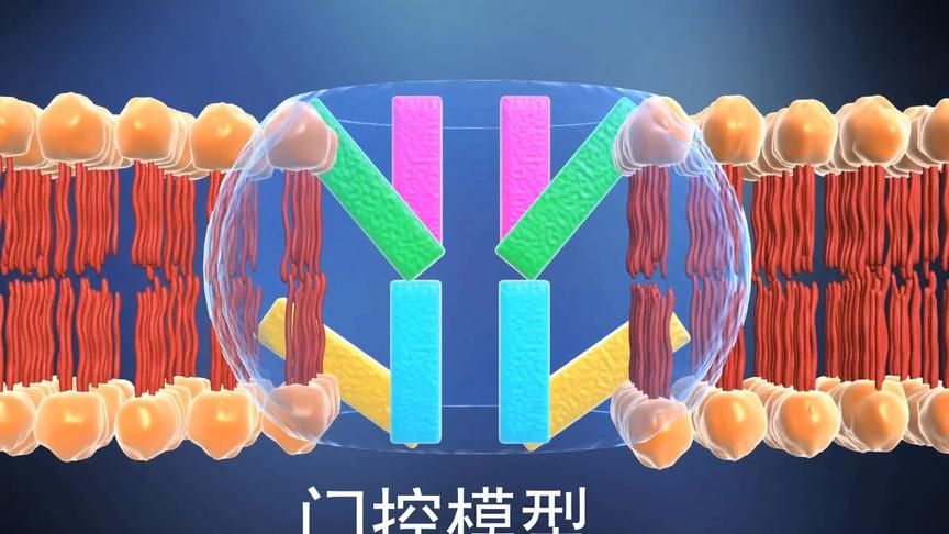 [图]氟西汀（百忧解）的作用机理 | 芥末药学堂