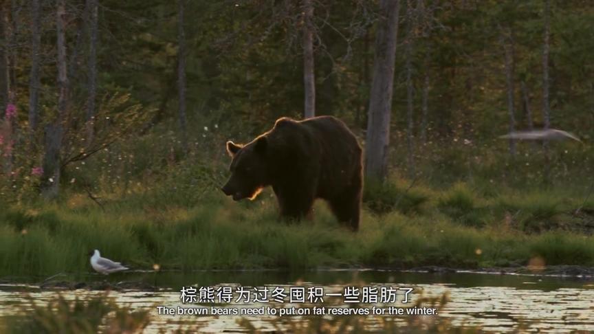 [图]纪录片：神奇的荒野（欧洲大陆上令人毛骨悚然的沼泽和湿地）