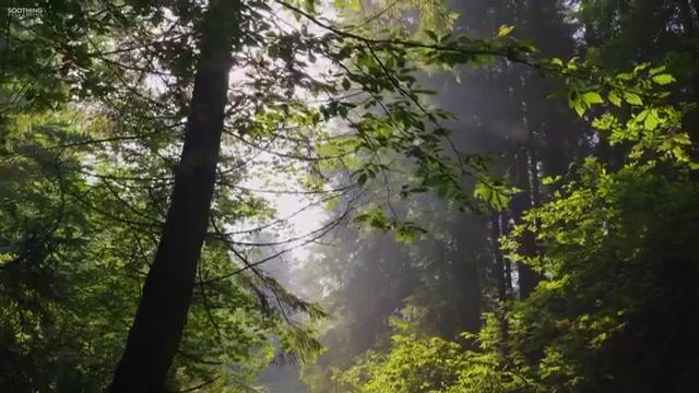 [图]舒缓音乐，大自然冥想放松音乐《森林深处》 Deep in the Forest