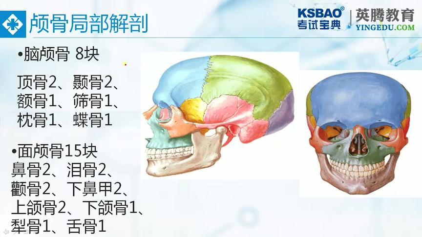 [图]第1章：人体解剖学与生理学-第2节骨关节系统-颅骨局部解剖