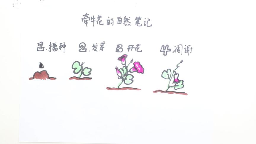 [图]牵牛花的自然笔记怎么画