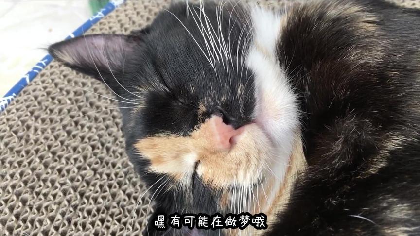 [图]猫咪是真睡还是装睡，一天睡多少小时，这些你都知道吗？