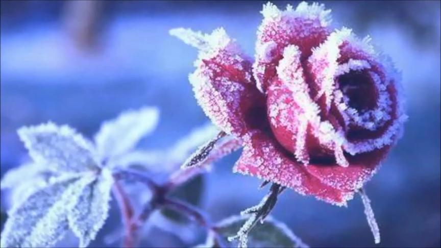 [图]神秘园《Lament for a Frozen Flower》霜花的悲伤幽寂中散着清透