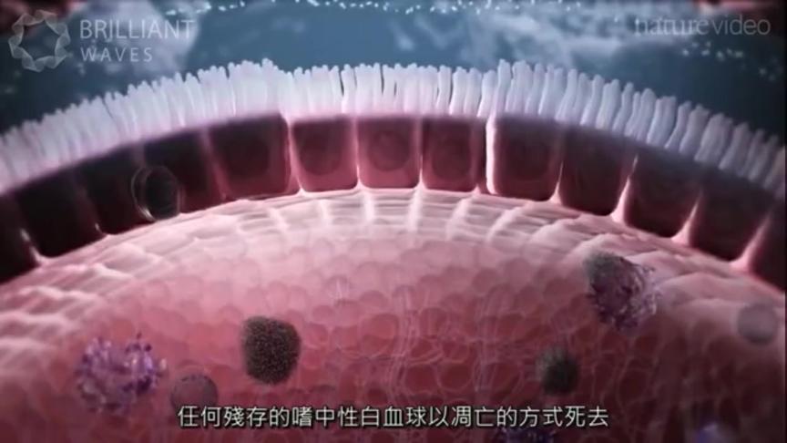 [图]医学科普动画：肠道免疫系统应对外来微生物的免疫过程