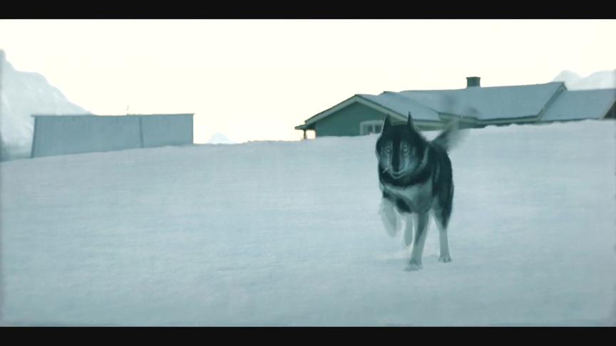 经典励志片:雪橇犬受伤却依然要跟随主人工作,场面感人