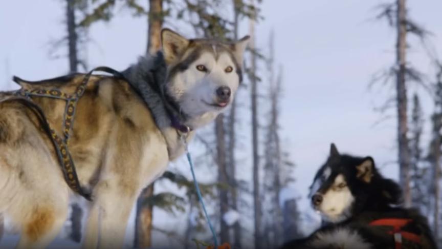 [图]最后的极圈居民第四季：雪橇犬才是冬季出行的最佳方式