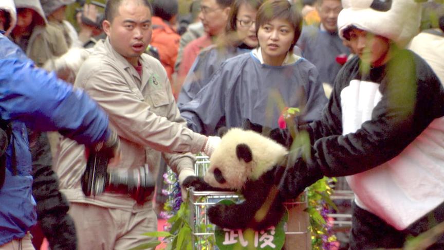 [图]熊猫总动员：在美国诞生的熊猫华美返乡寻根