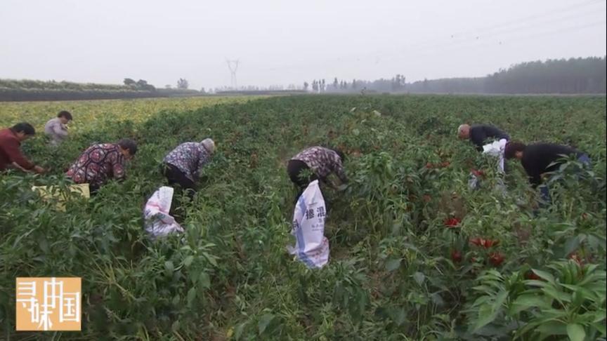 [图]寻味中国：河南被称为中国的粮仓，让我们寻找河南的味道