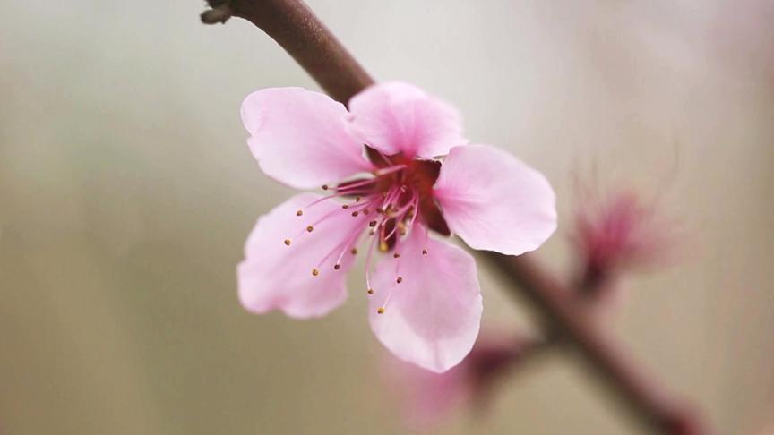 [图]二十四节气：春分——一个平分南北半球昼夜的节气