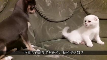 小猫小狗爆笑对打 西瓜视频