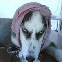 木渡玫玫头像