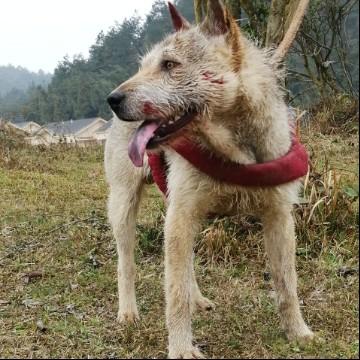 贵州土猎麻江猎斗