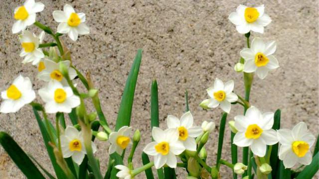 白水仙花图片 西瓜视频