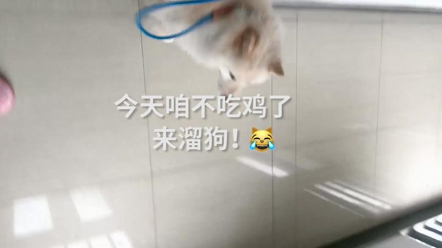 学姐来一把Vlog，给大家介绍下，这是我家的旺财！新年新开始