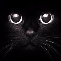 黑猫的音乐头像
