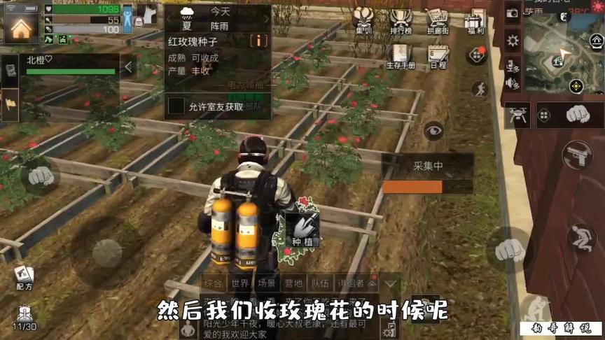 明日之后：采集玫瑰花还能暴击，一下次采到了12朵玫瑰花（二）