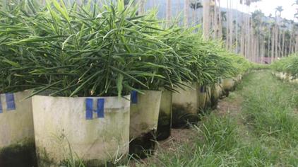 大田无土栽培生姜 西瓜视频