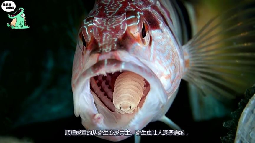 缩头鱼虱视频 西瓜视频