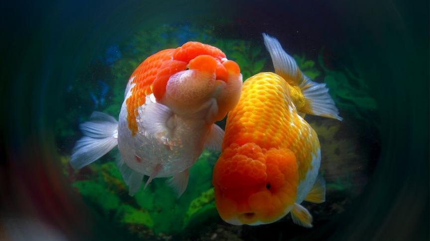 大肚子小金鱼的品种 西瓜视频