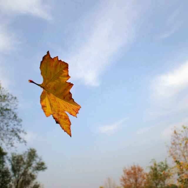云中落叶头像