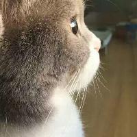 猪猪的感情世界头像