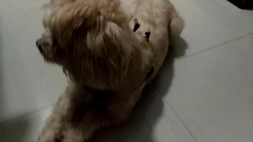 为什么狗狗都是拒惧怕镜头的