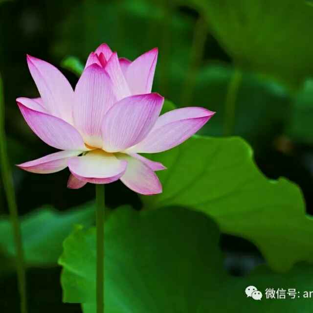 无敌幸运星头像
