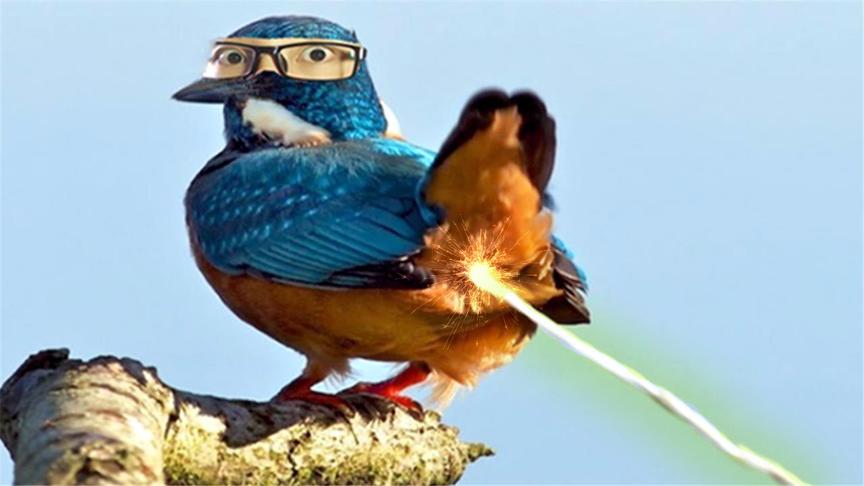 小小英雄 鸟屎砸到了我的头 鲤鱼Ace