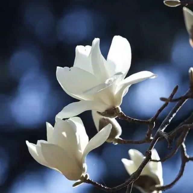 秋日杏林满地金头像