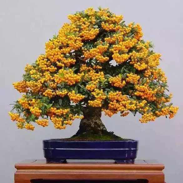 有志者事竟成努力而奋斗y头像