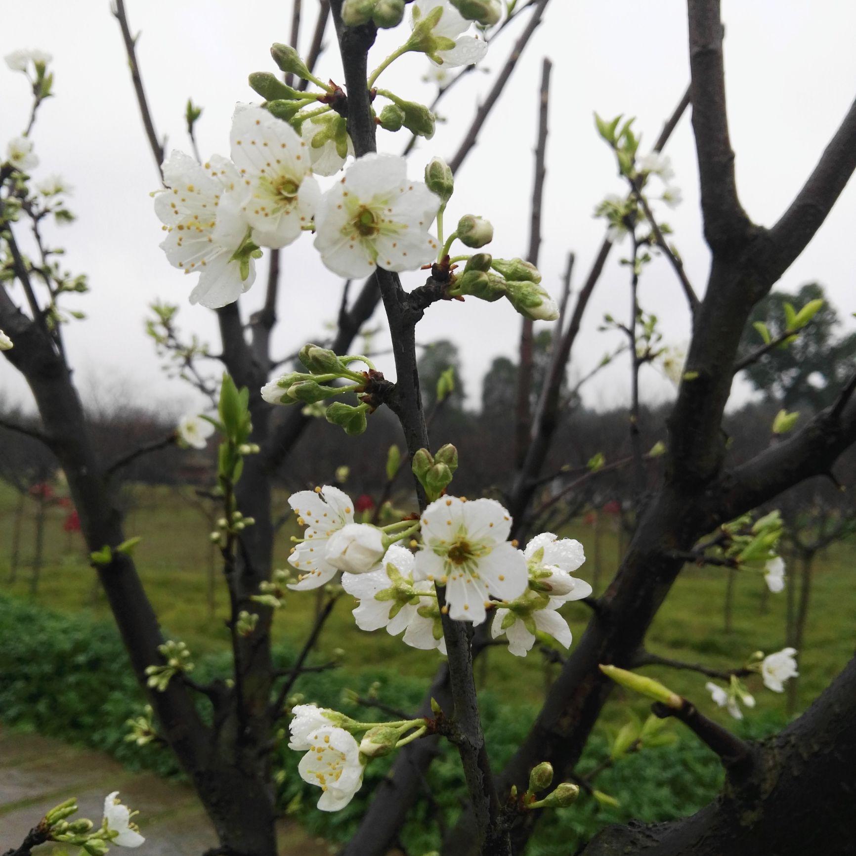 渔樵探花头像