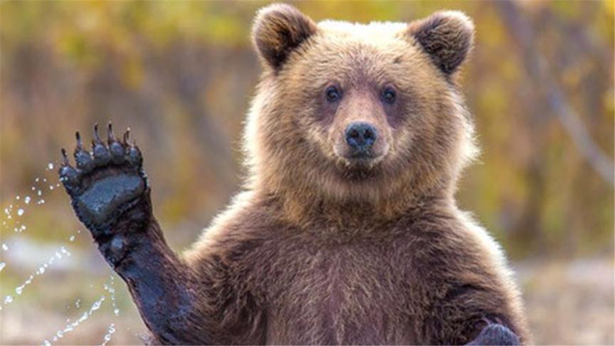 狗熊模拟器Bear Simulator 鲤鱼Ace