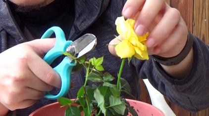 玫瑰花的修剪方法 西瓜视频