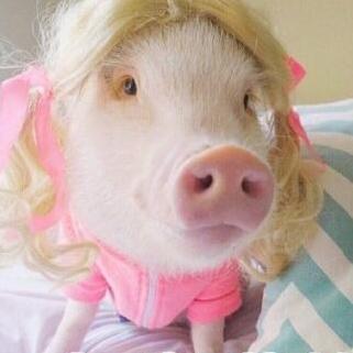 一只精致的猪猪女孩头像