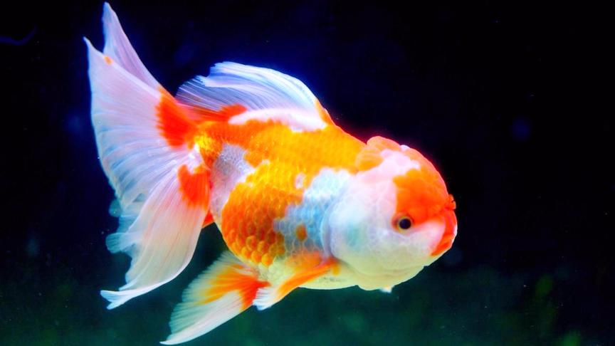 大肚子金鱼品种图片 西瓜视频