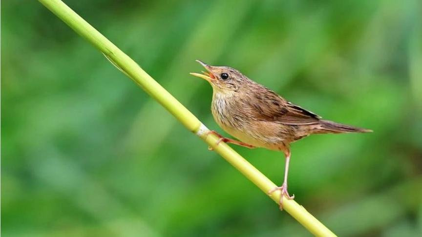 传统古典名乐春莺啭