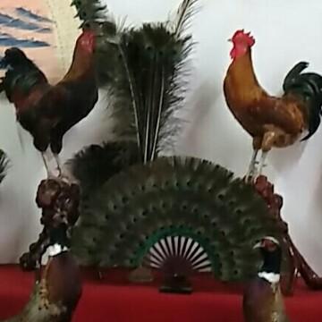 珍禽观光园工艺品头像