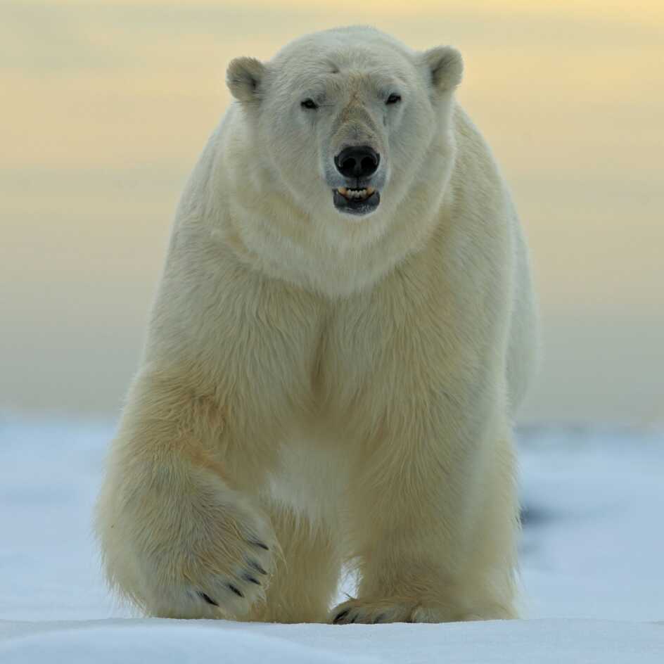 北极熊头上戴桶的头像图片