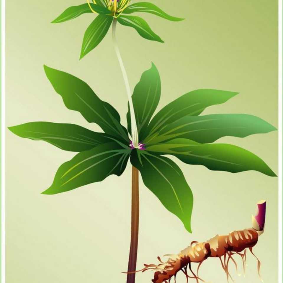 七叶一枝花305头像