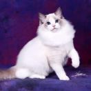 TongStarCattery星桐804头像