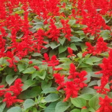 阿蘇10头像