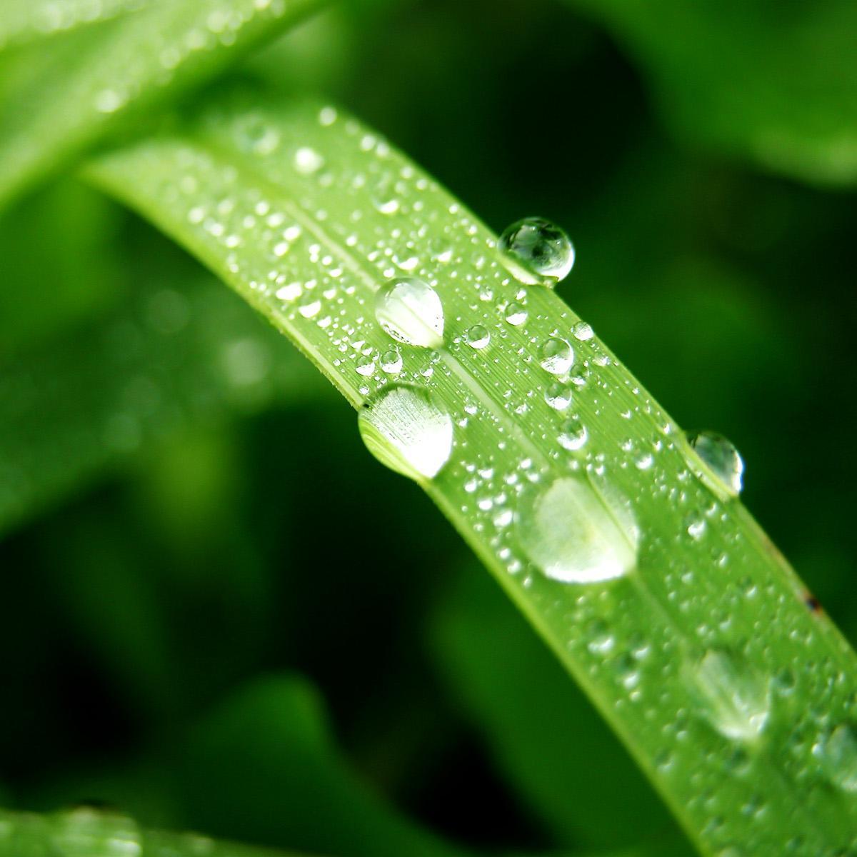 清晨雨露头像图片