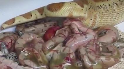 胎生动物卵生动物 西瓜视频